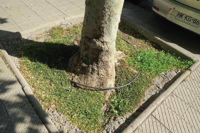 Figura 18. Reemplazo de la tradicional acequia por el riego tecnificado por goteo en la Alameda Santa Teresita, como parte del proceso la modernización urbana. Ciudad de Los Andes